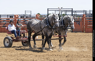 Draft Horse Show at LCF 2025