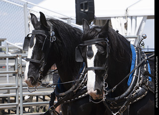 Draft Horse Show at LCF 2025
