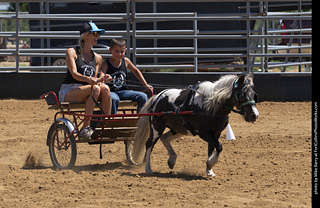 Draft Horse Show at LCF 2025