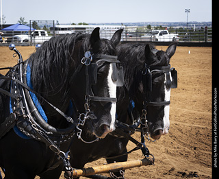 Draft Horse Show at LCF 2025