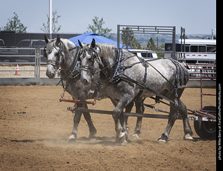 Draft Horse Show at LCF 2025