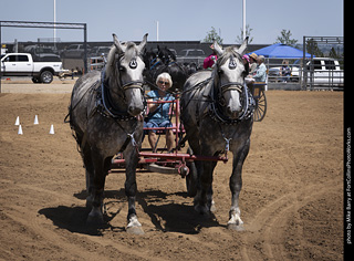 Draft Horse Show at LCF 2025