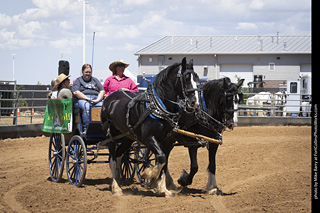 Draft Horse Show at LCF 2025