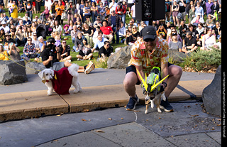 Tour de Corgi 2025 - Costume Contest