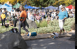 Tour de Corgi 2025 - Costume Contest