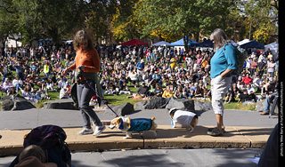 Tour de Corgi 2025 - Costume Contest