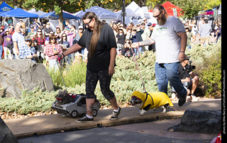 Tour de Corgi 2025 - Costume Contest
