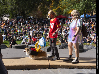 Tour de Corgi 2025 - Costume Contest