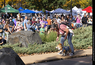 Tour de Corgi 2025 - Costume Contest