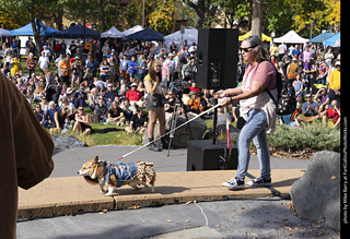 Tour de Corgi 2025 - Costume Contest