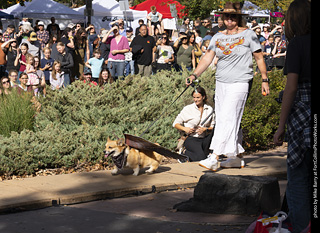 Tour de Corgi 2025 - Costume Contest