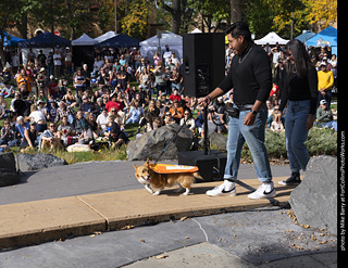 Tour de Corgi 2025 - Costume Contest