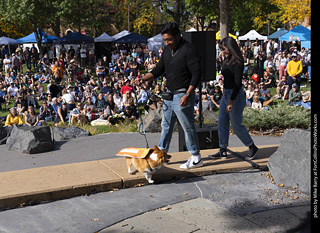 Tour de Corgi 2025 - Costume Contest