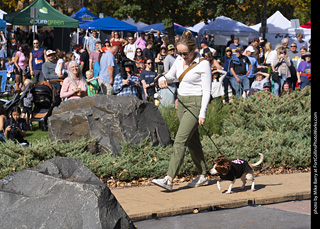 Tour de Corgi 2025 - Costume Contest