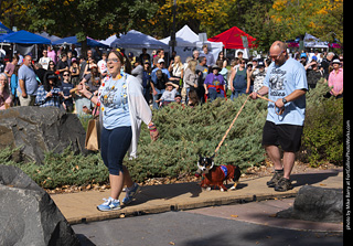 Tour de Corgi 2025 - Costume Contest