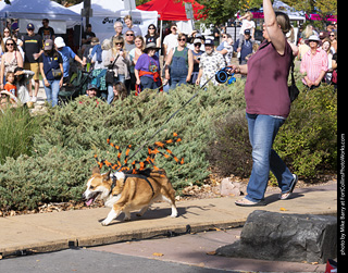 Tour de Corgi 2025 - Costume Contest