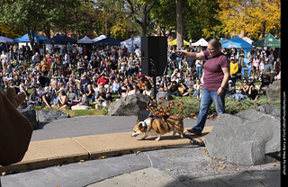 Tour de Corgi 2025 - Costume Contest