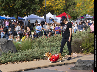 Tour de Corgi 2025 - Costume Contest