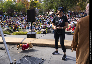 Tour de Corgi 2025 - Costume Contest