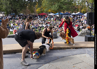 Tour de Corgi 2025 - Costume Contest