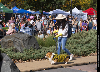 Tour de Corgi 2025 - Costume Contest