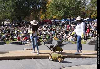 Tour de Corgi 2025 - Costume Contest