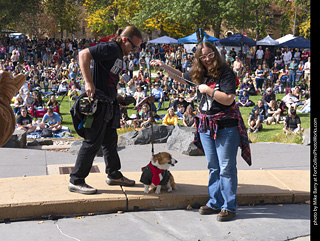 Tour de Corgi 2025 - Costume Contest