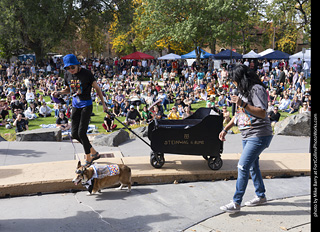 Tour de Corgi 2025 - Costume Contest