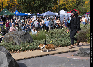 Tour de Corgi 2025 - Costume Contest