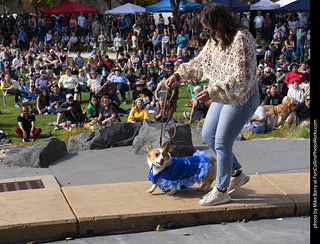 Tour de Corgi 2025 - Costume Contest