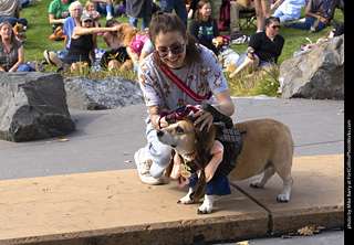 Tour de Corgi 2025 - Costume Contest