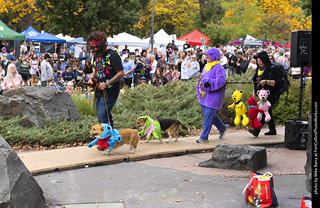 Tour de Corgi 2025 - Costume Contest
