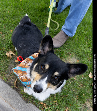 Tour de Corgi 2025 - attendees