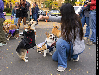 Tour de Corgi 2025 - attendees