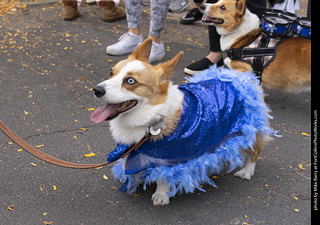 Tour de Corgi 2025 - attendees