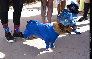 Tour de Corgi 2025 - attendees