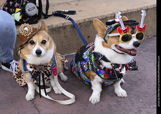 Tour de Corgi 2025 - attendees