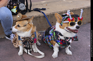 Tour de Corgi 2025 - attendees