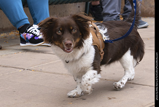  Tour de Corgi 2025 - The Tour