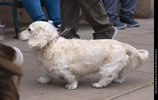  Tour de Corgi 2025 - The Tour