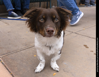  Tour de Corgi 2025 - The Tour