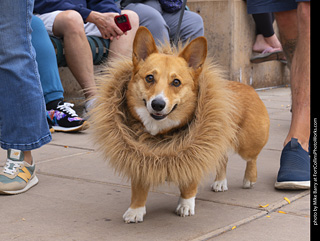  Tour de Corgi 2025 - The Tour