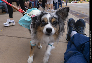  Tour de Corgi 2025 - The Tour