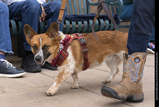  Tour de Corgi 2025 - The Tour