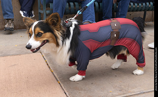  Tour de Corgi 2025 - The Tour
