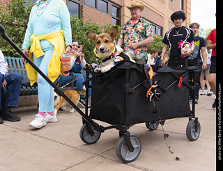  Tour de Corgi 2025 - The Tour
