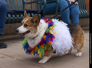  Tour de Corgi 2025 - The Tour