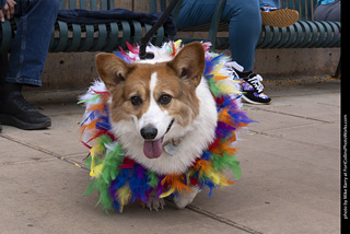  Tour de Corgi 2025 - The Tour
