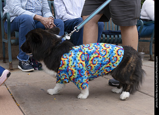  Tour de Corgi 2025 - The Tour