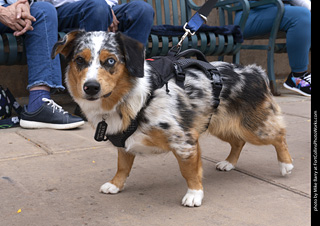  Tour de Corgi 2025 - The Tour